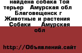 найдена собака Той-терьер - Амурская обл., Благовещенск г. Животные и растения » Собаки   . Амурская обл.